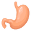 Gut Health