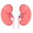 Kidney