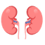 Kidney