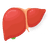 Liver