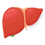 Liver